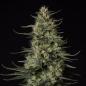 Preview: Samen 3x Punch Pie feminisiert Royalqueenseeds